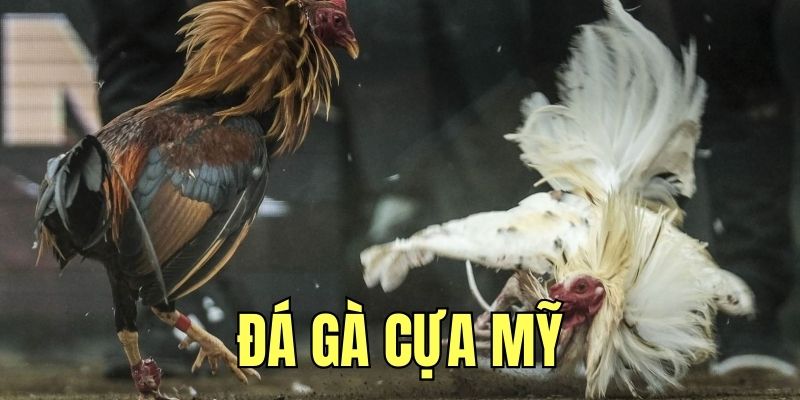 Tổng quan vài nét về đá gà Mỹ hấp dẫn